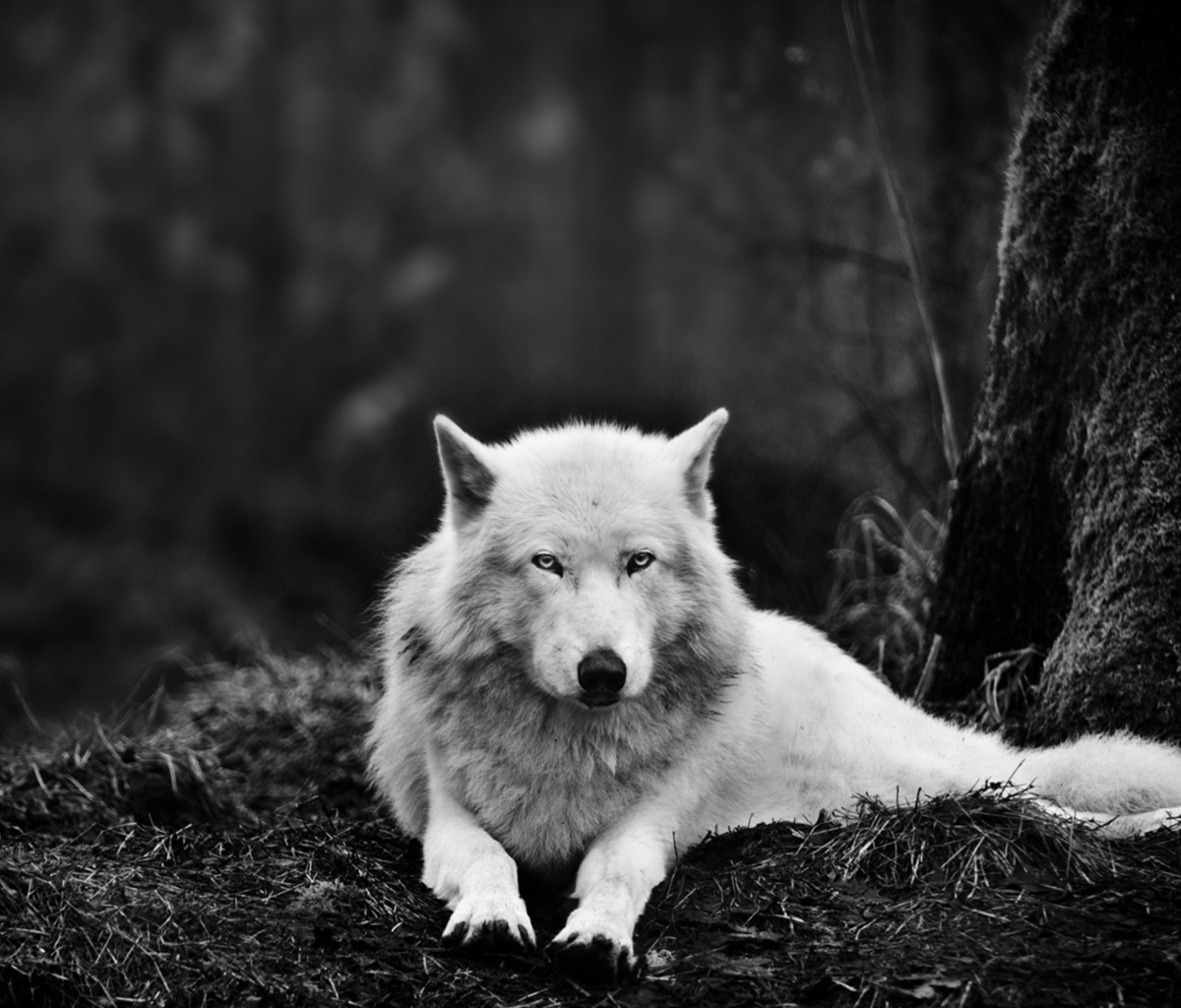 Sfondi White Wolf 1200x1024