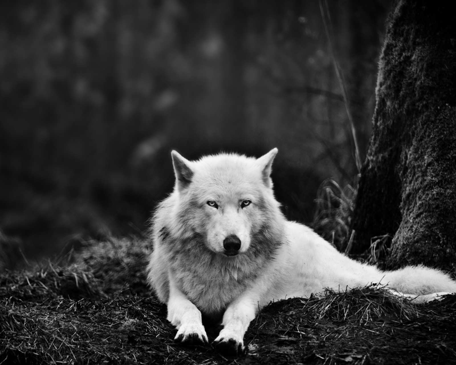 Fondo de pantalla White Wolf 1600x1280