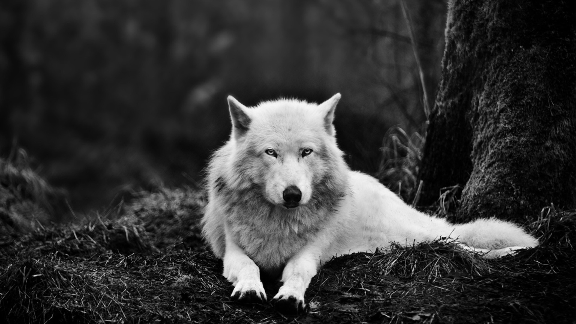 Fondo de pantalla White Wolf 1920x1080