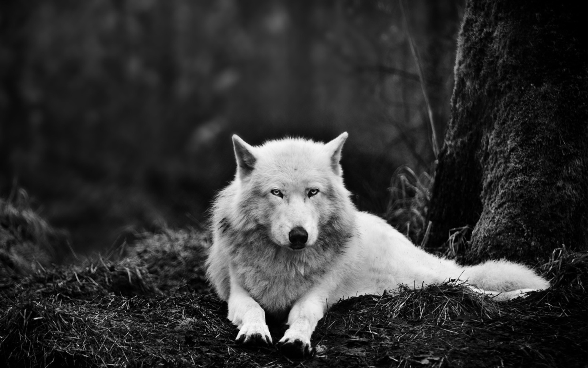 White Wolf wallpaper 1920x1200