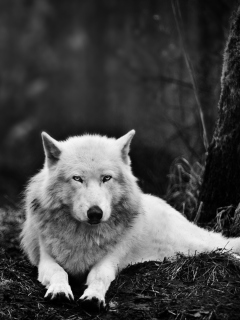 Fondo de pantalla White Wolf 240x320