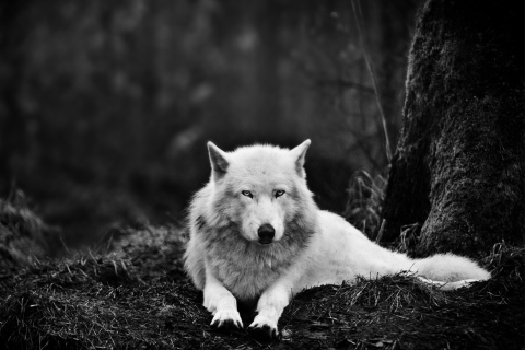 Sfondi White Wolf 480x320