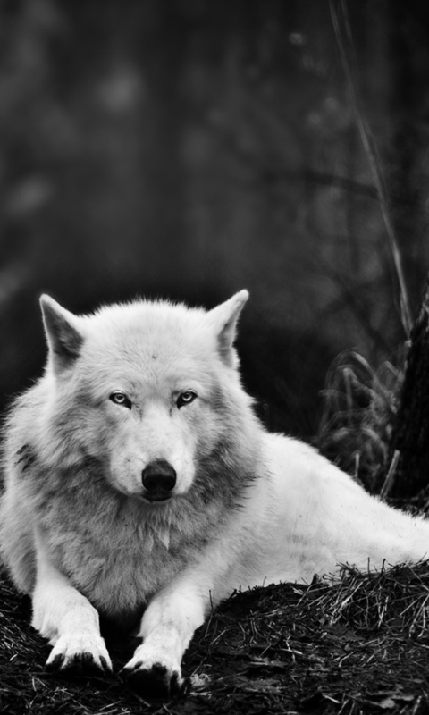 Screenshot №1 pro téma White Wolf 480x800