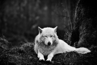 White Wolf - Obrázkek zdarma pro 1080x960
