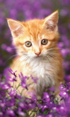 Screenshot №1 pro téma Sweet Kitten In Flower Field 240x400