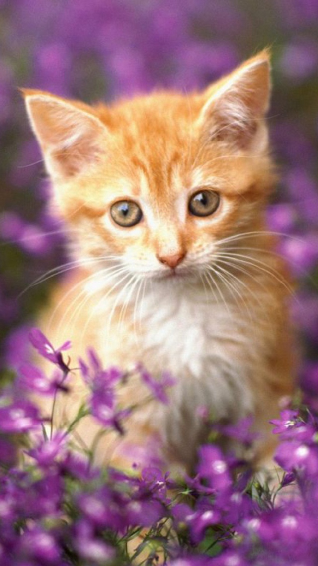 Fondo de pantalla Sweet Kitten In Flower Field 640x1136