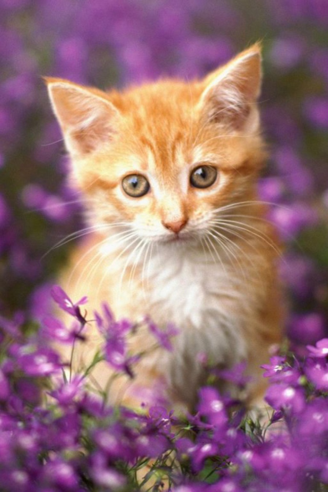 Sfondi Sweet Kitten In Flower Field 640x960