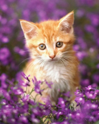 Sweet Kitten In Flower Field papel de parede para celular para 750x1334