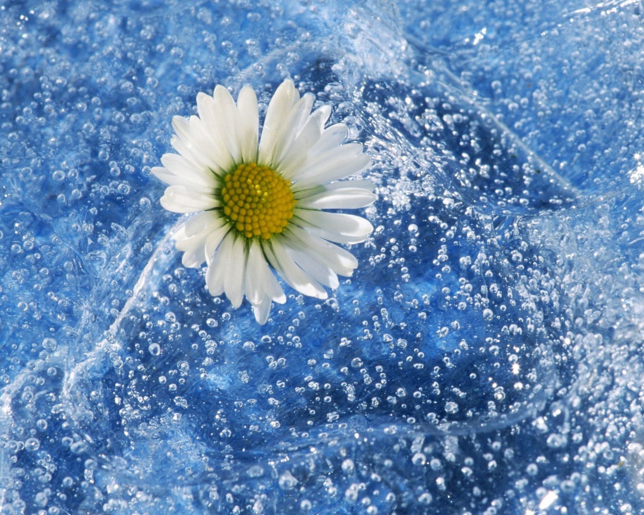 Das Chamomile And Water Wallpaper 1280x1024