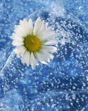 Chamomile And Water wallpaper 128x160