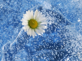 Das Chamomile And Water Wallpaper 320x240