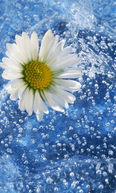 Chamomile And Water wallpaper 480x800