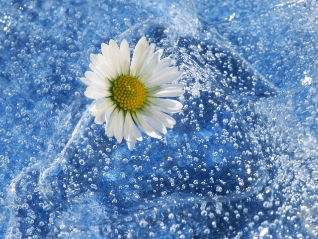 Chamomile And Water wallpaper 640x480