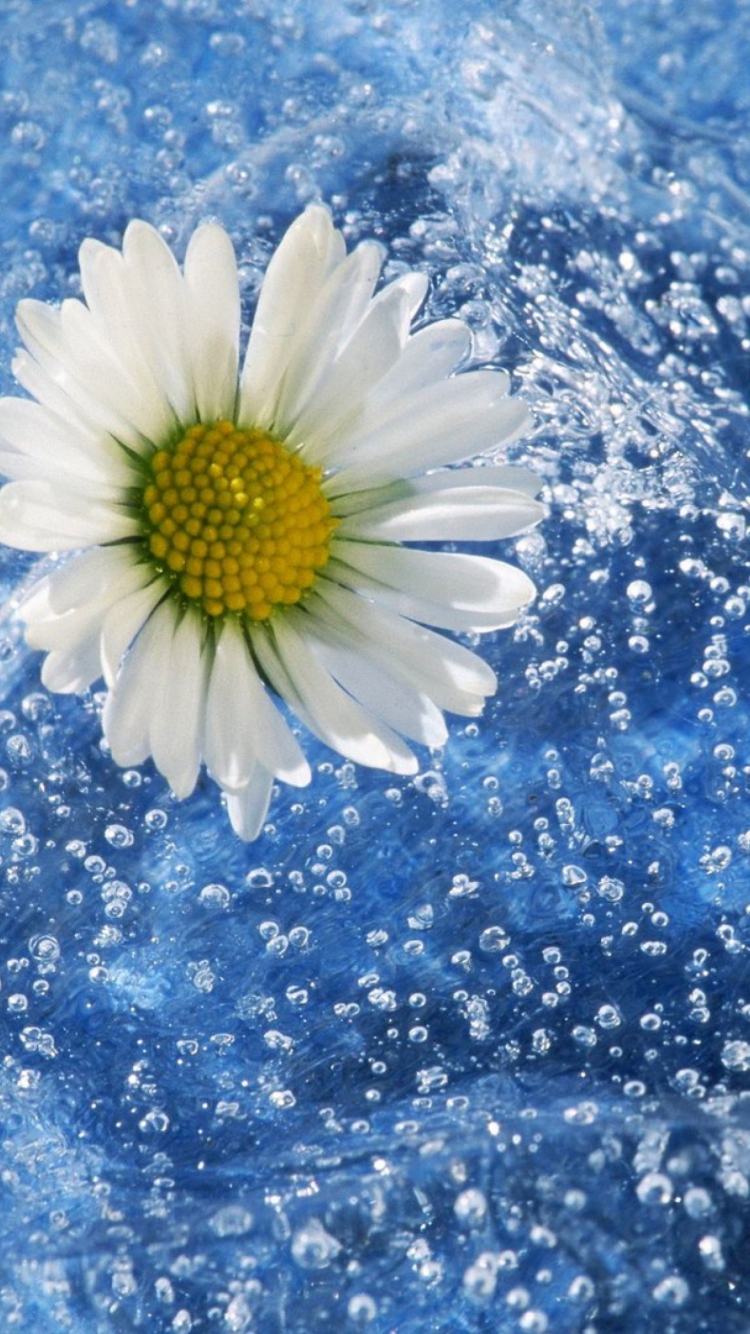 Das Chamomile And Water Wallpaper 750x1334