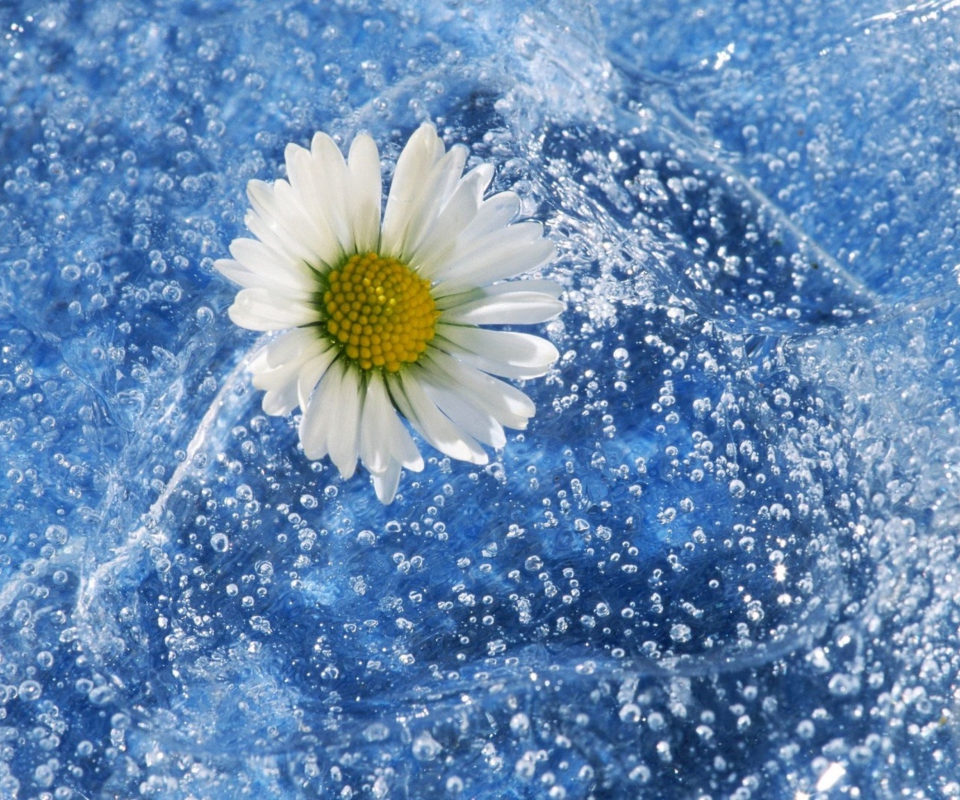 Chamomile And Water wallpaper 960x800