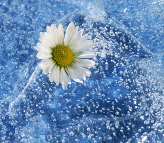 Chamomile And Water Picture for iPad Air