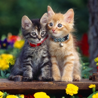 Nice Kittens - Obrázkek zdarma pro iPad mini