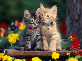 Nice Kittens - Obrázkek zdarma pro 1366x768