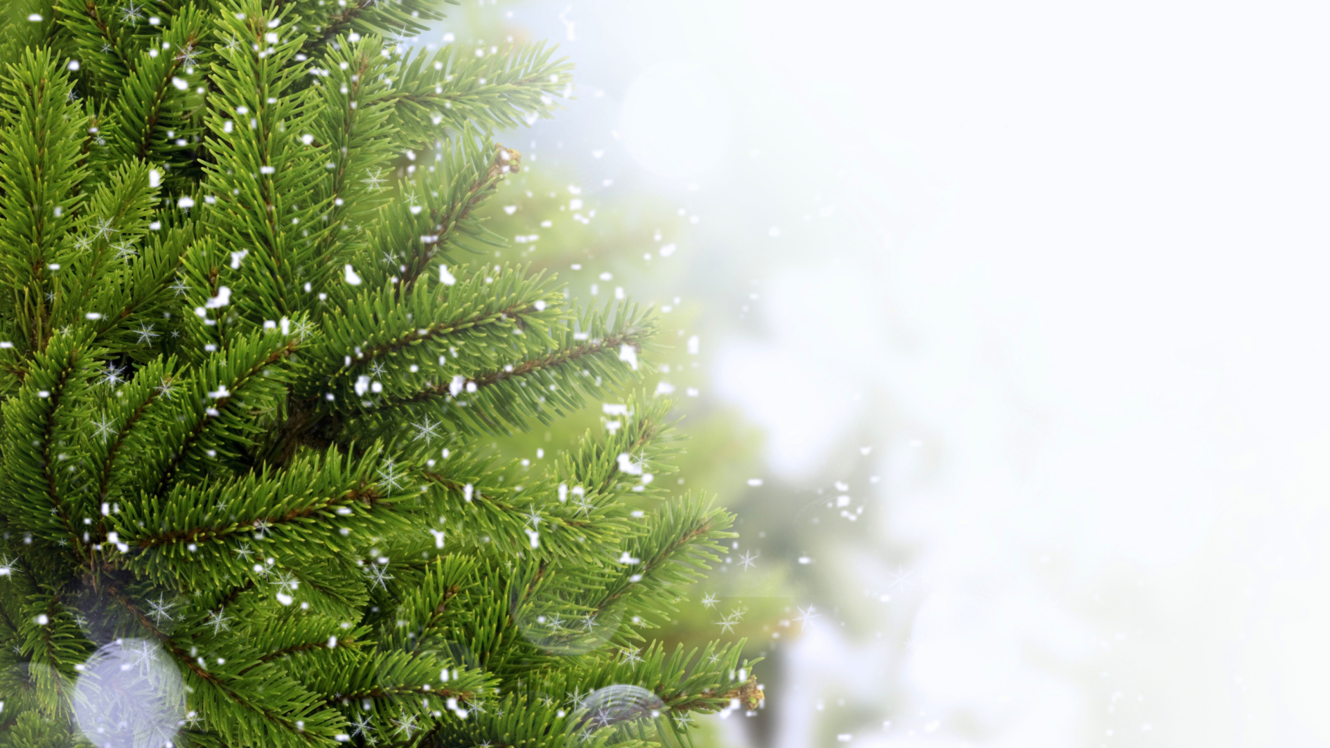 Sfondi Christmas Tree And Snow 1920x1080