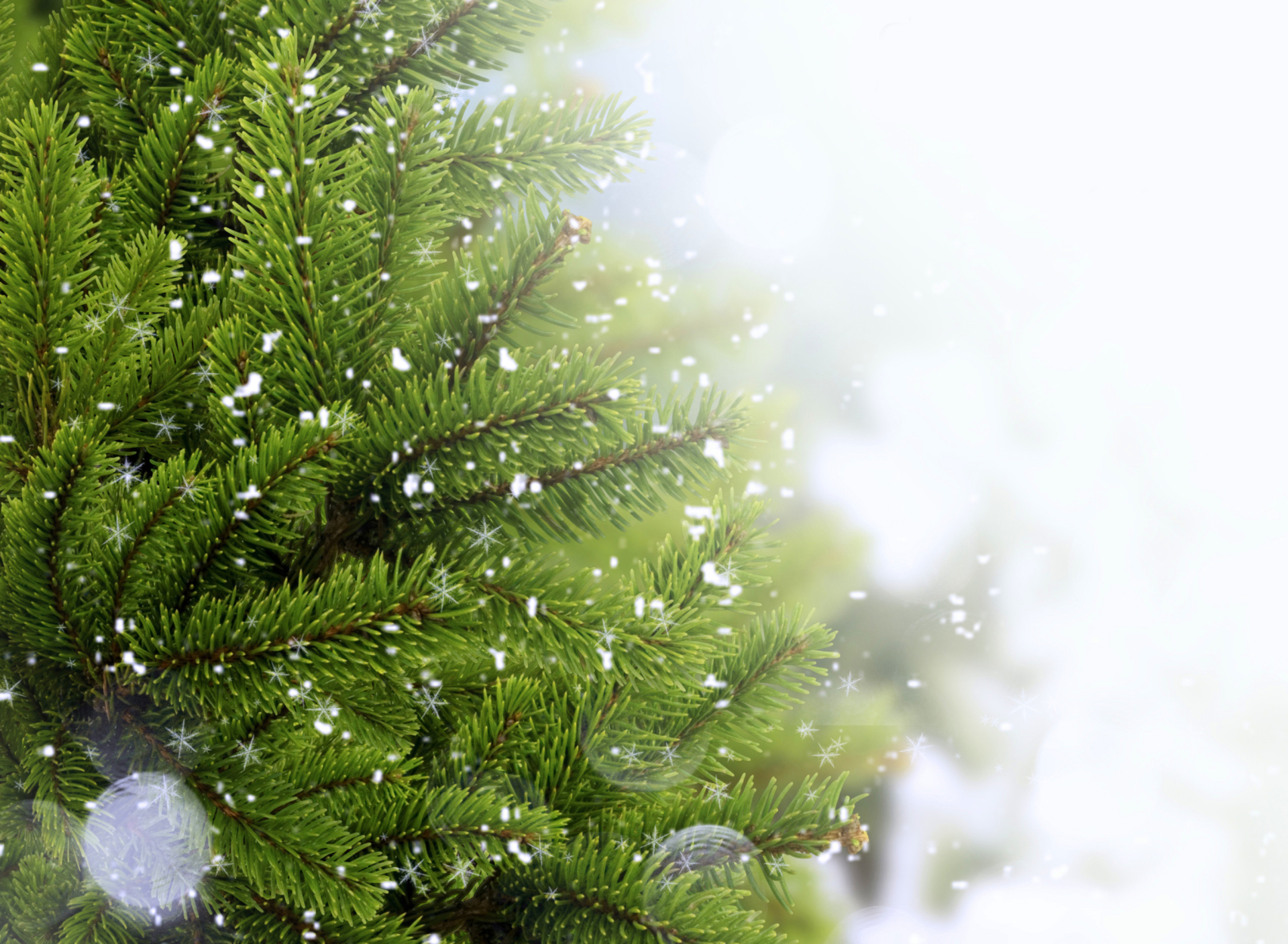 Обои Christmas Tree And Snow 1920x1408