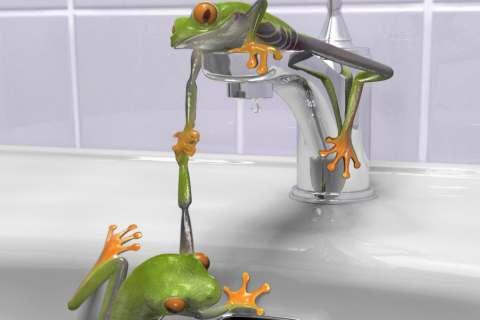 Das Froggy Wallpaper 480x320