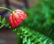 Red Poppy with Ddew wallpaper 176x144