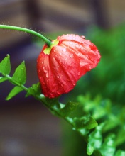 Das Red Poppy with Ddew Wallpaper 176x220