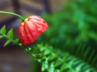 Red Poppy with Ddew screenshot #1 320x240