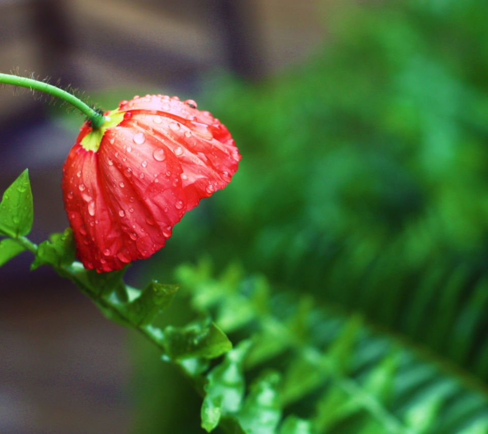 Red Poppy with Ddew wallpaper 960x854