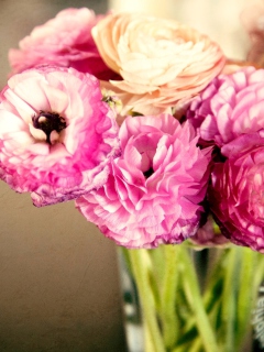 Pink Ranunculus screenshot #1 240x320