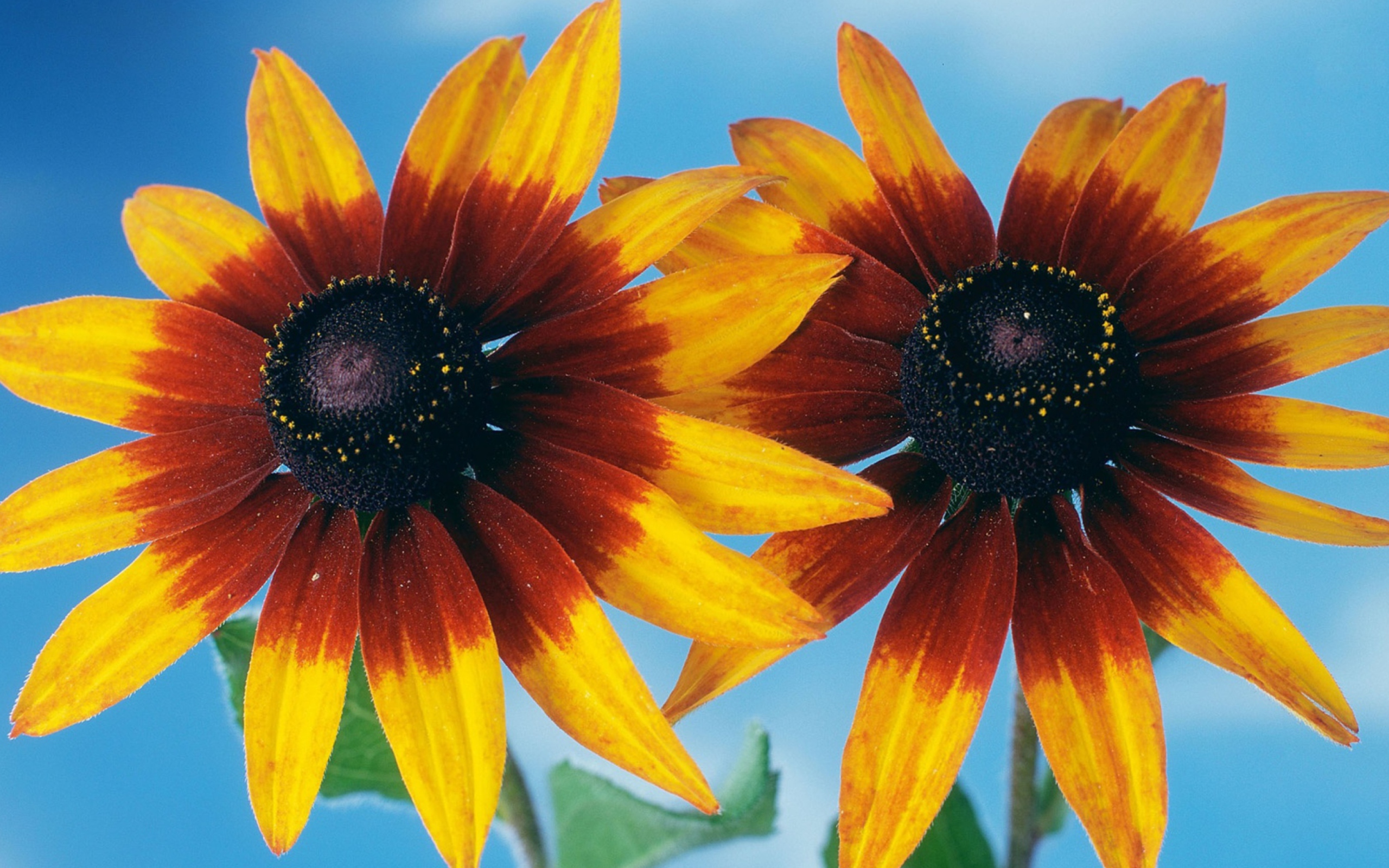Sunflower screenshot #1 2560x1600
