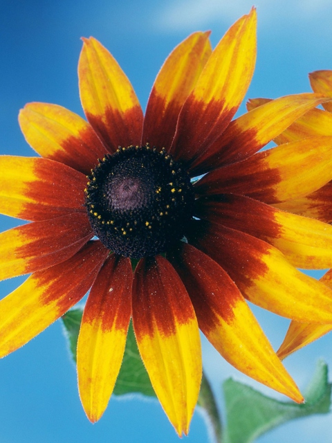 Das Sunflower Wallpaper 480x640