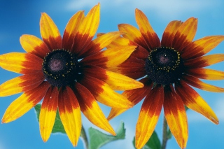 Sunflower - Obrázkek zdarma pro 720x320
