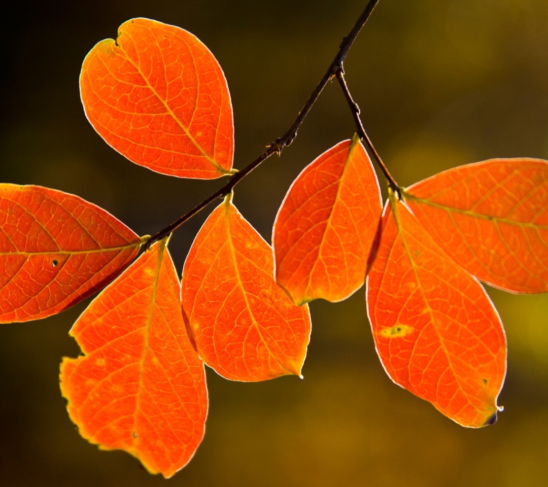 Обои Bright Autumn Orange Leaves 1080x960
