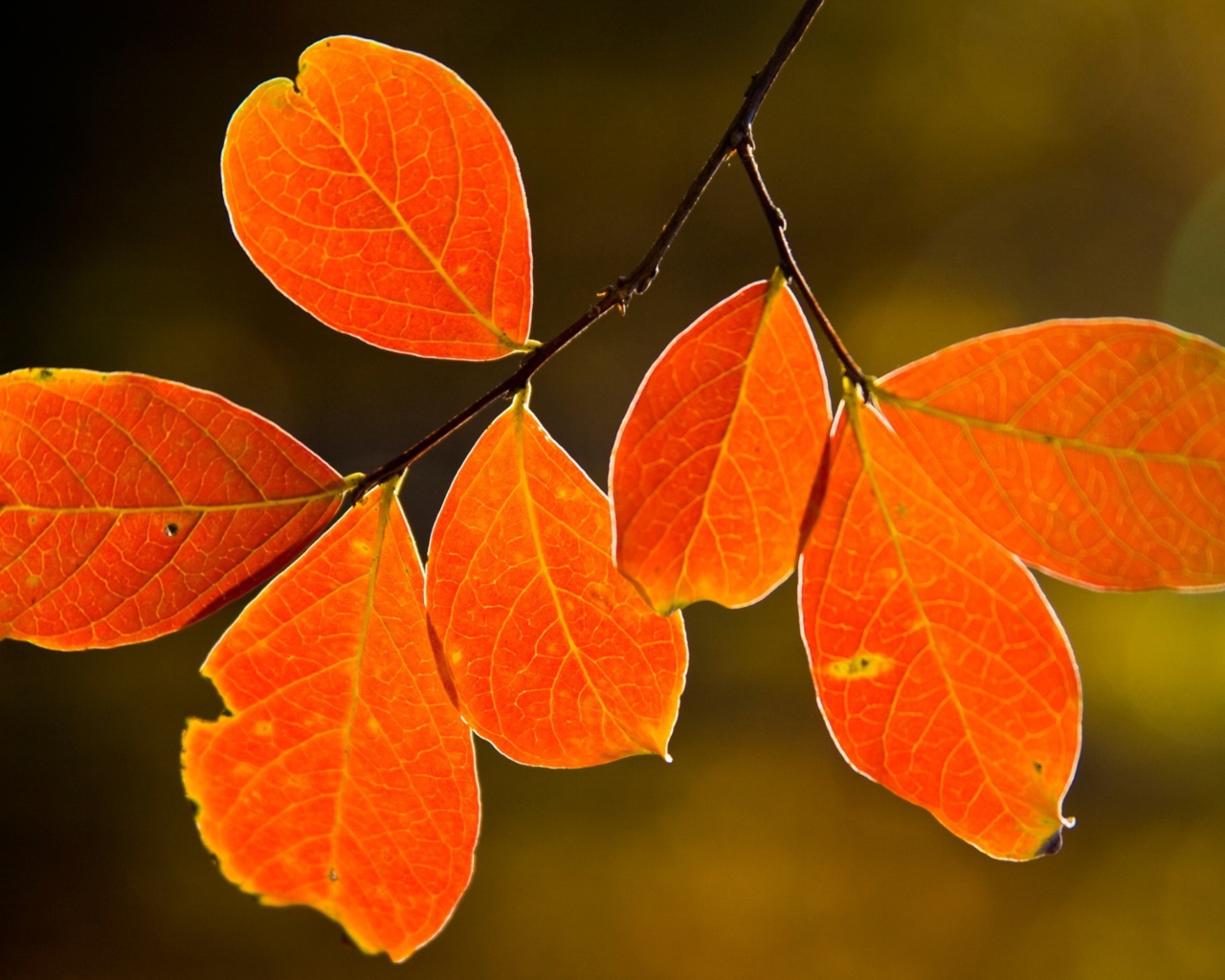 Screenshot №1 pro téma Bright Autumn Orange Leaves 1280x1024