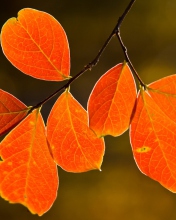 Bright Autumn Orange Leaves wallpaper 176x220