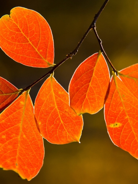 Bright Autumn Orange Leaves wallpaper 480x640