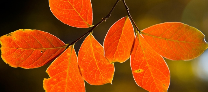 Screenshot №1 pro téma Bright Autumn Orange Leaves 720x320