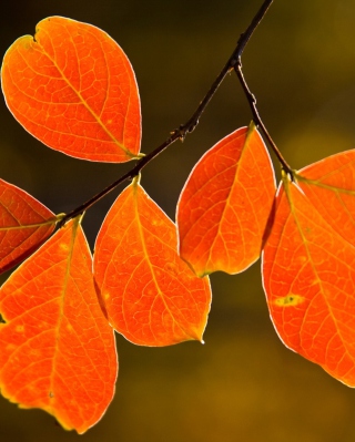 Bright Autumn Orange Leaves - Obrázkek zdarma pro 240x400