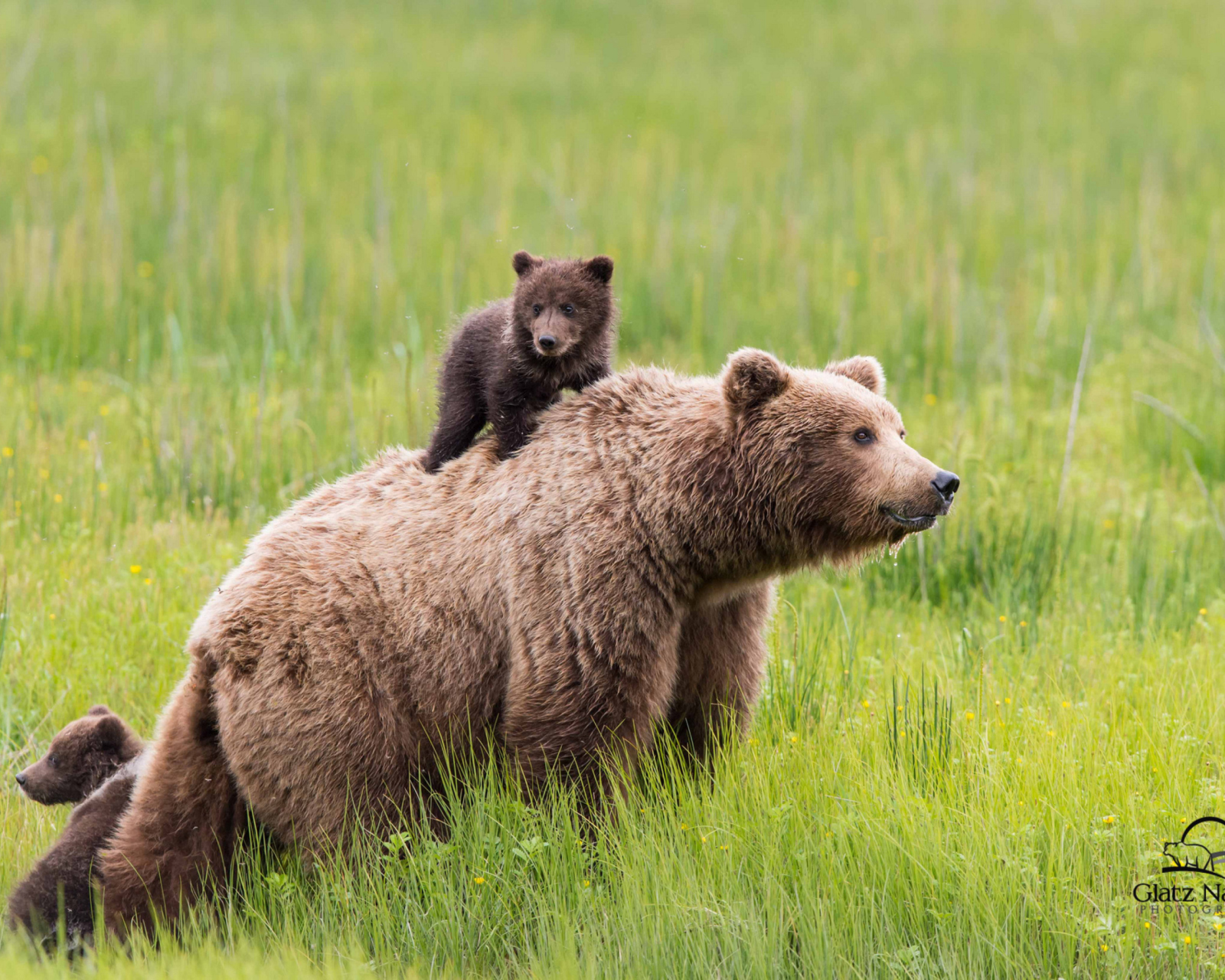 Screenshot №1 pro téma Brown Bear Family 1600x1280