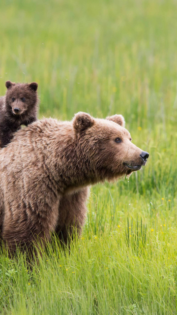 Обои Brown Bear Family 360x640