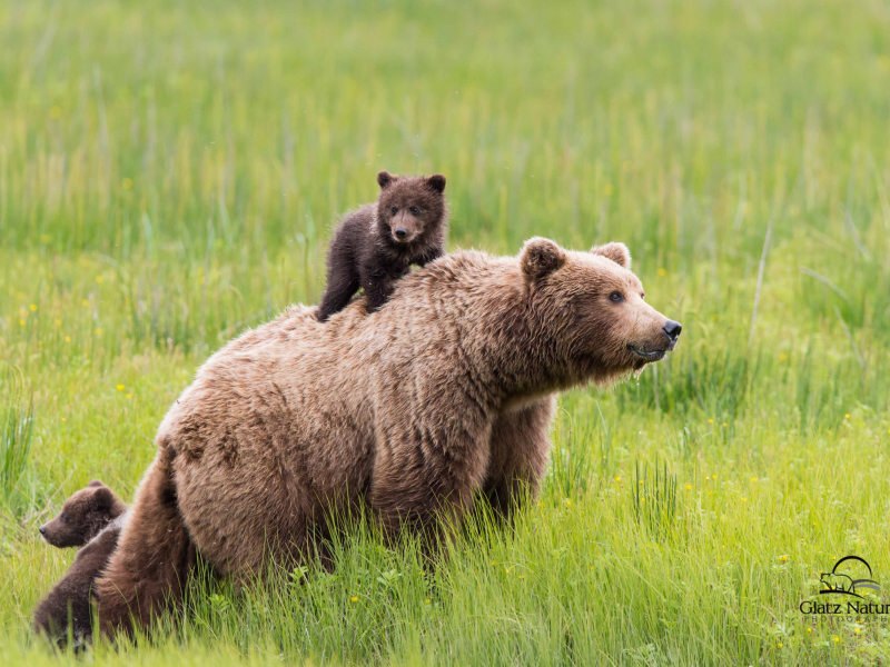 Screenshot №1 pro téma Brown Bear Family 800x600