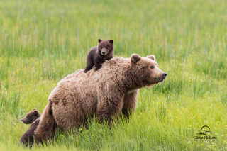 Brown Bear Family - Obrázkek zdarma pro Samsung Galaxy Tab 3