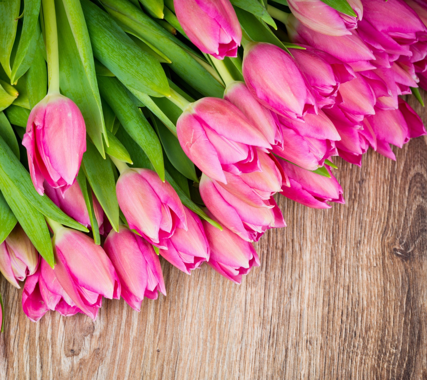 Обои Beautiful and simply Pink Tulips 1440x1280