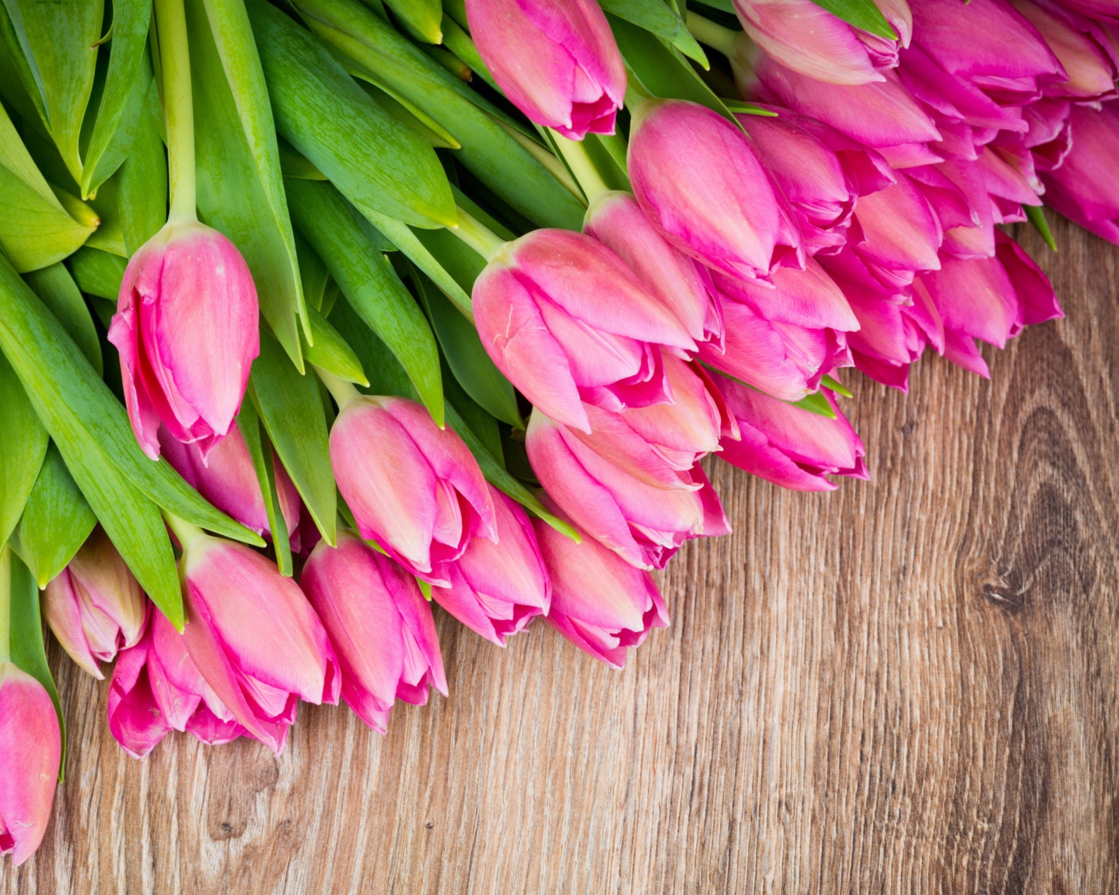Beautiful and simply Pink Tulips wallpaper 1600x1280