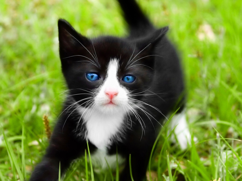 Das Blue Eyed Kitty In Grass Wallpaper 1024x768