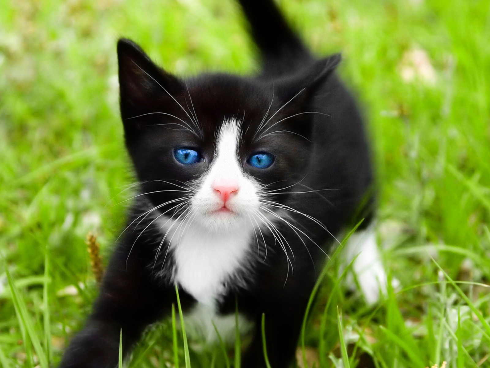 Das Blue Eyed Kitty In Grass Wallpaper 1600x1200