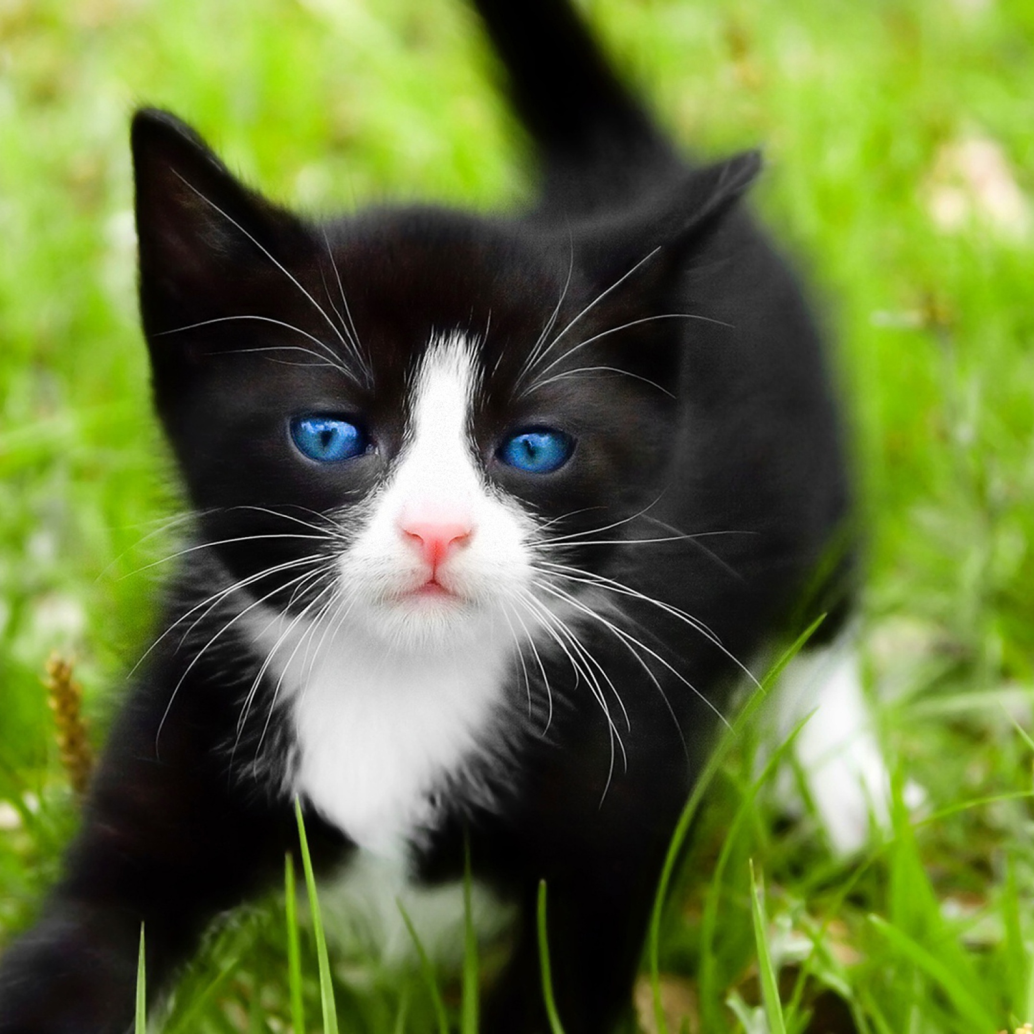 Screenshot №1 pro téma Blue Eyed Kitty In Grass 2048x2048