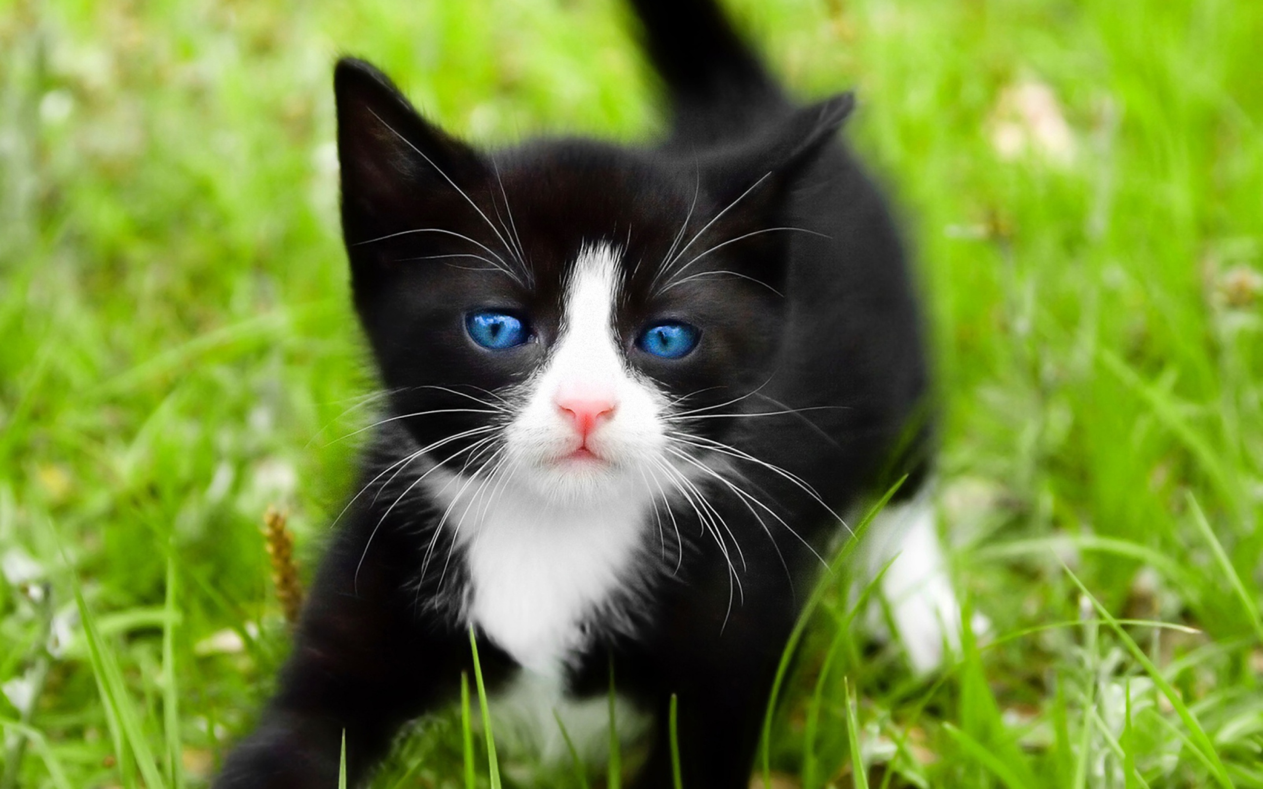 Screenshot №1 pro téma Blue Eyed Kitty In Grass 2560x1600