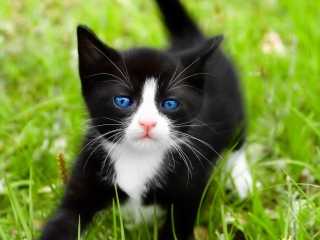Sfondi Blue Eyed Kitty In Grass 320x240